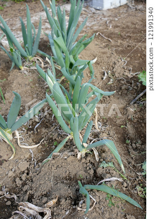 Japanese leek  121991340