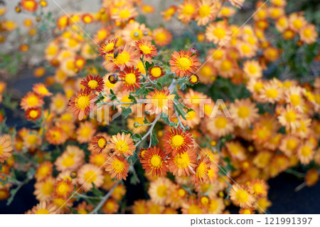 Chrysanthemum Chrysanthemum 121991397