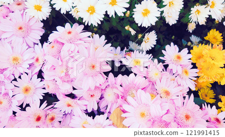 雛菊花 121991415