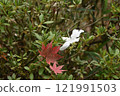 Falls of Sogaki of autumn leaves 121991503