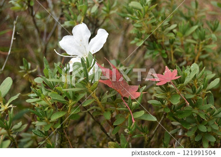 Falls of Sogaki of autumn leaves 121991504
