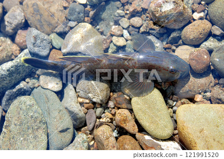 我在釣小魚時捕獲的一條木釘蝦虎魚。 121991520