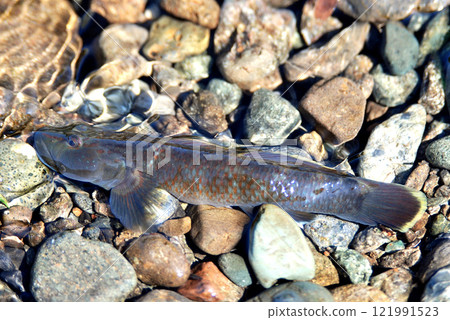 I was fishing for small fish when I caught a mudskipper. I was fishing for small fish when I caught a mudskipper. 121991523