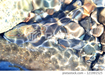 I was fishing for small fish when I caught a mudskipper. 121991525