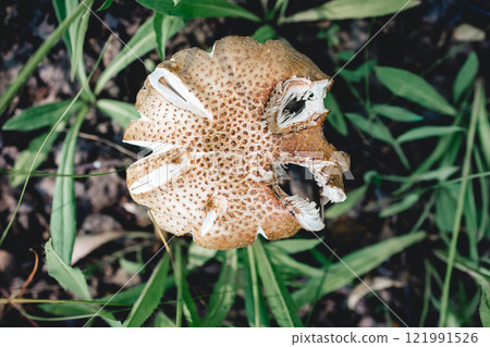 False parasol mushroom. Light mushroom top view, mushroom eaten by insects. Forest mushrooms. Poisonous mushroom 121991526