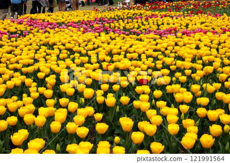 Colorful tulip fields at the Nogata Tulip Fair in Nogata, Fukuoka Prefecture 121991564