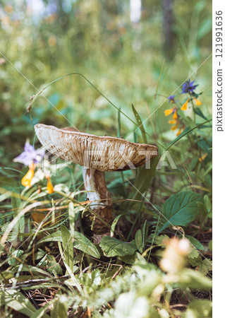 Old gray mushroom, side view. Mushroom eaten by insects. Forest mushrooms. Poisonous mushroom 121991636
