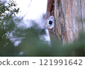 A flying squirrel peeking out from its burrow 121991642