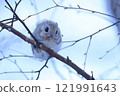 A flying squirrel eating leaves on a tree 121991643
