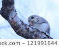 A flying squirrel eating leaves on a tree 121991644
