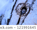 A flying squirrel peeking out from its burrow 121991645