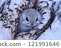 A flying squirrel peeking out from its burrow 121991646