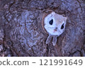 A flying squirrel peeking out from its burrow 121991649