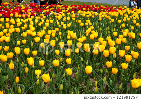 Colorful tulip fields at the Nogata Tulip Fair in Nogata, Fukuoka Prefecture 121991757