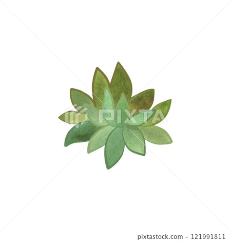 Succulent for home gardening. Plant breeding, hobby. Isolated watercolor illustration. 121991811