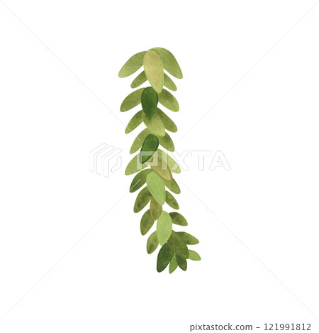 Succulent for home gardening. Plant breeding, hobby. Isolated watercolor illustration. 121991812