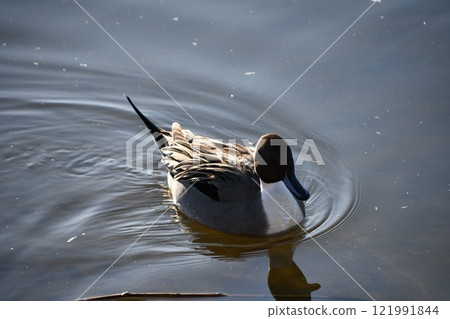 Flying in the water 121991844
