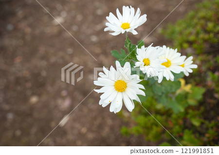Chrysanthemum   121991851