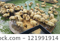 小鴨子拼命吃食物，為養鴨工作貢獻力量 121991914