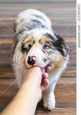 Cute Aussie Australian Shepherd puppy in blue marble color bites hands vertical Puppy bites 121991951