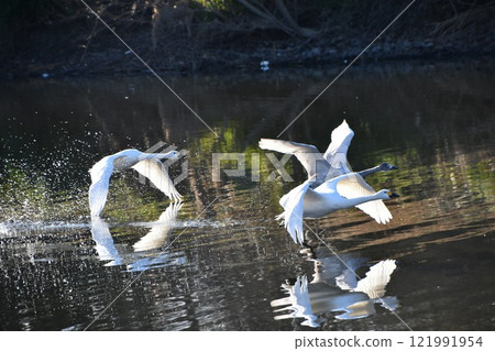 飛翔的天鵝 121991954