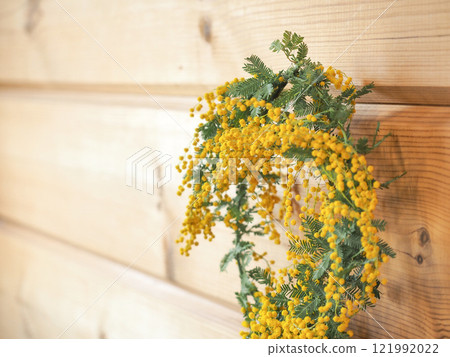 室內裝潢有含羞草花環 室內裝潢有含羞草花環 121992022