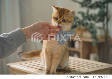 pet care concept with british cat relax and eat food in living room pet care concept with british cat relax and eat food in living room 121992150