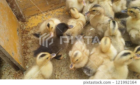 養鴨業中，兩隻黑色小雞混在黃色小雞中 121992164
