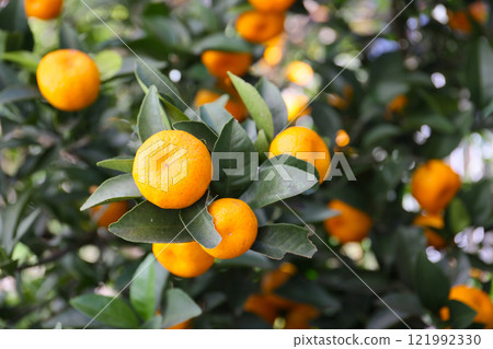 Mini mandarin oranges, seasonal fruits 121992330