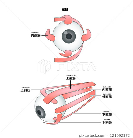 Eye muscle structure (with main lines) Eye muscle structure (with main lines) 121992372