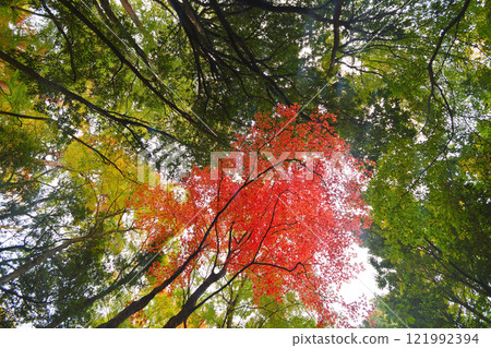 森林吉科公園美麗的秋葉 森林吉科公園美麗的秋葉 121992394