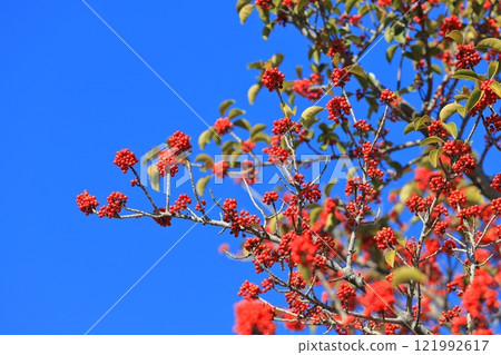 紅蛙 121992617