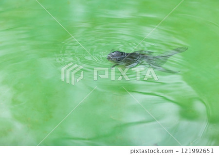 Blue-spotted fish 121992651