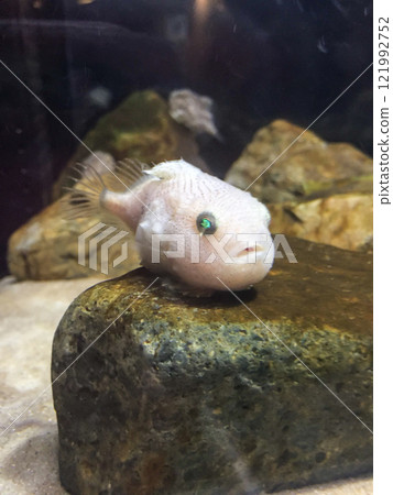 金平藤 金平藤 121992752