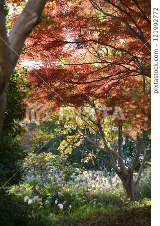 Autumn scenery at Mitsuike Park in Yokohama, Japan, including red leaves and silver grass 121992772