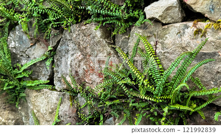 Vibrant green ferns growing on rustic stone wall 121992839