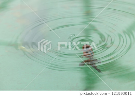 東錦 (Azumanishiki) 121993011