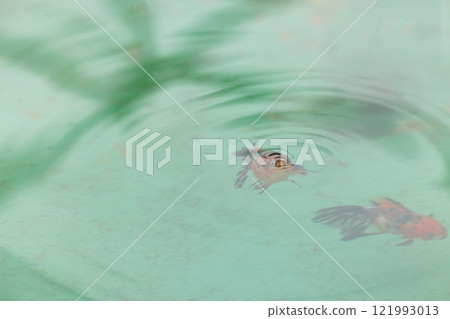 東錦 (Azumanishiki) 東錦 (Azumanishiki) 121993013