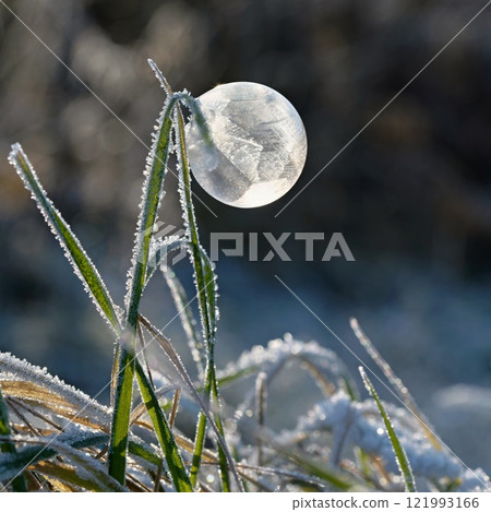 Frozen bubble in nature. A beautiful macro shot of nature in winter. Concept for environment, water and frost. Frozen bubble in nature. A beautiful macro shot of nature in winter. Concept for environment, water and frost. 121993166