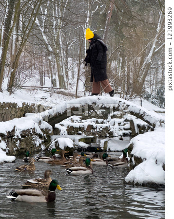 Winter Scene with Ducks and a Walker on a Snowy Bridge Winter Scene with Ducks and a Walker on a Snowy Bridge 121993269