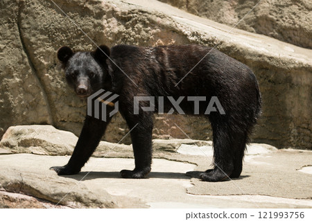 亞洲黑熊的凝視 121993756