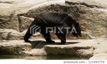 黑熊走 121993759