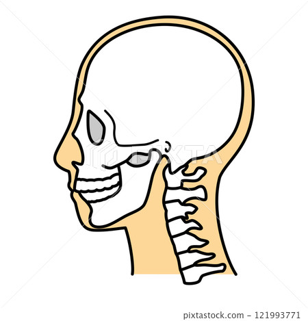 Skull, profile, left, color 121993771