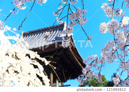 高崎市慈源寺垂櫻 高崎市慈源寺垂櫻 121993812