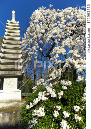 高崎市慈源寺垂櫻 高崎市慈源寺垂櫻 121993816