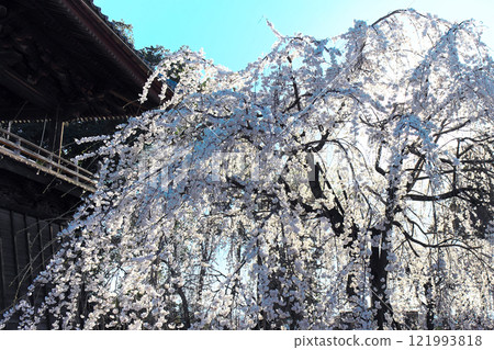 Weeping cherry tree at Jigenji Temple in Takasaki city 121993818