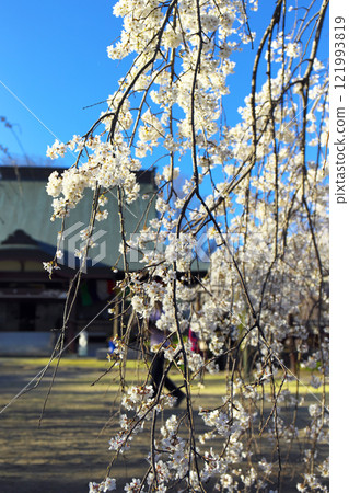 高崎市慈源寺垂櫻 高崎市慈源寺垂櫻 121993819