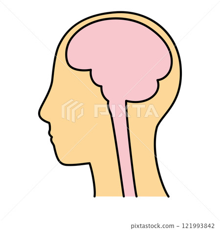 Brain, top of head, left side, brain, color 121993842