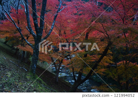 Autumn leaves 3 (Cherry Road, Kamiyama-cho, Nanai-gun, Tokushima Prefecture) 121994052