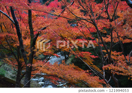 Autumn leaves 4 (Cherry Road, Kamiyama-cho, Nanai-gun, Tokushima Prefecture) 121994053